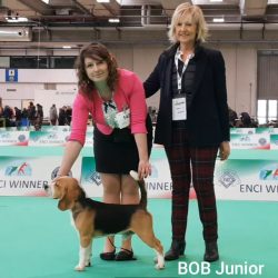 Najlepszy Junior w Weronie – beagle Ciacho z Królewskiej Zgrai