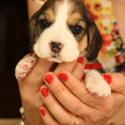 szczenięta beagle
