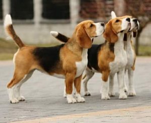 [Obrazek: gal-beagle3-1-300x244.jpg]