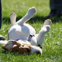 psy beagle