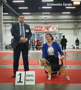 Beagle Ciacho zdobywa podium wystawy w Kielcach 2019