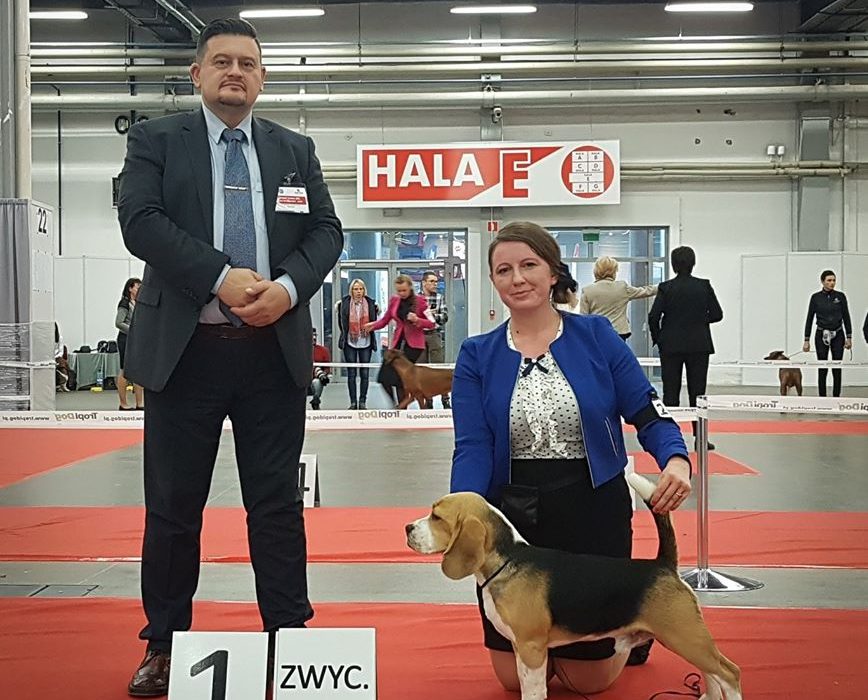 Beagle dog Ciacho nowym Młodym Championem Polski!