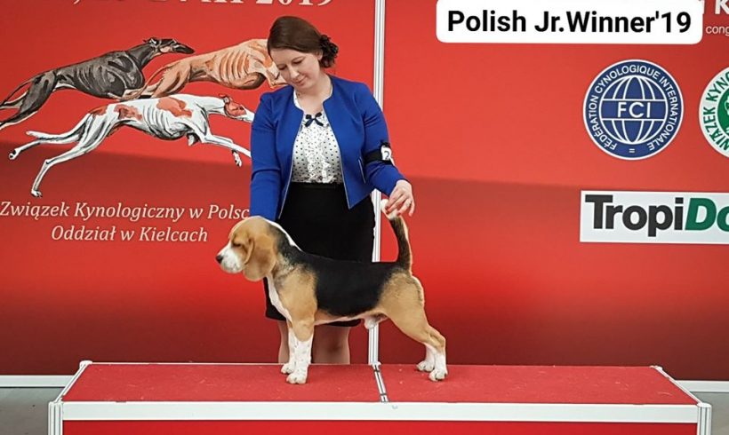 Beagle dog Ciacho nowym Młodym Championem Polski!