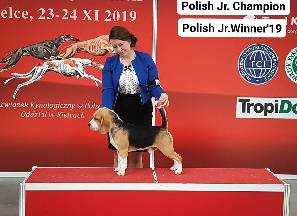 Beagle dog Ciacho nowym Młodym Championem Polski!