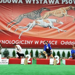 Beagle Ciacho zwycięzcą wystawy psów Kielce 2019!