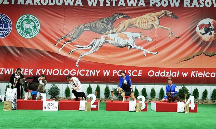 Beagle Ciacho zwycięzcą wystawy psów Kielce 2019!