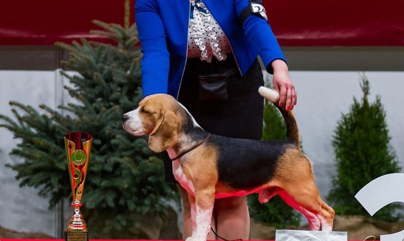 Beagle dog Ciacho nowym Młodym Championem Polski!