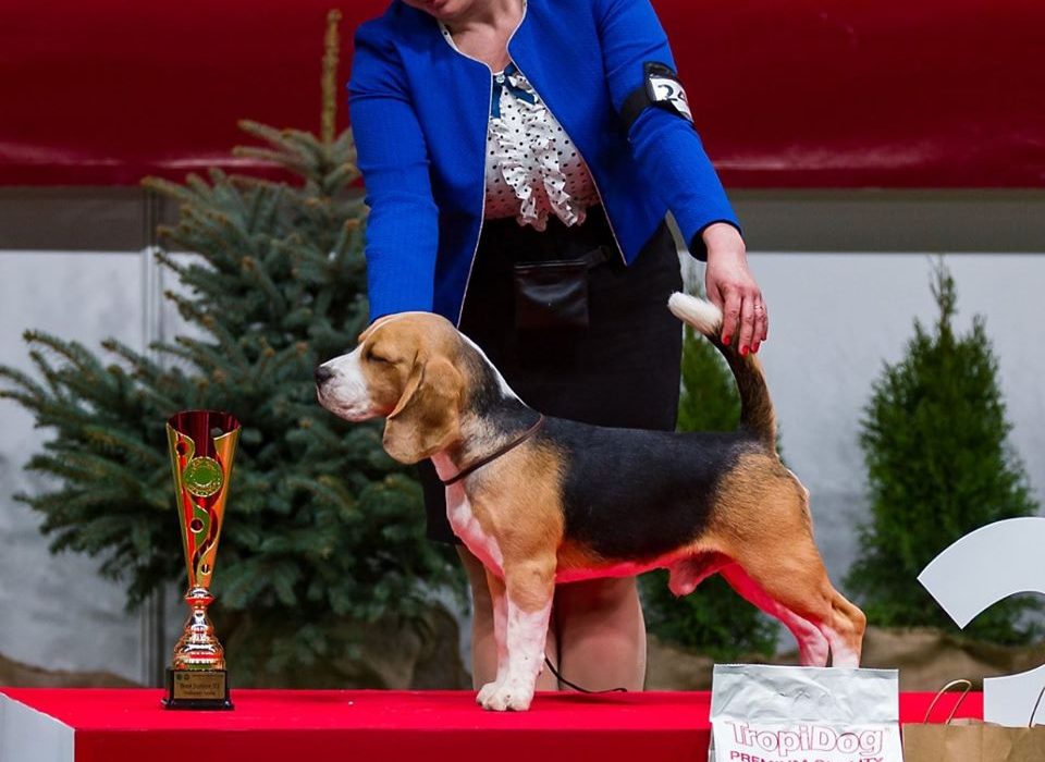 Beagle dog Ciacho nowym Młodym Championem Polski!