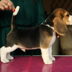 szczenięta beagle