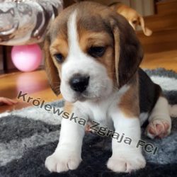 szczeniak beagle