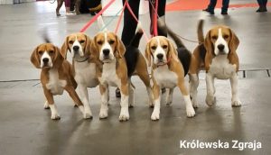 Beagle Królewskiej Zgrai w Kielcach 2019