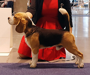 Beagle dog Ciacho i jego huczne zwycięstwa w wystawach psów