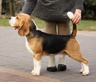 Beagle Ciacho