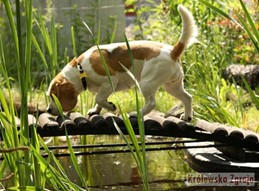 Początki tresury psów rasy Beagle