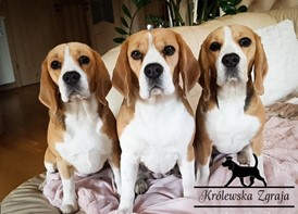 Czy psy Beagle nadają się do psiego przedszkola?