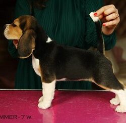 Jak wychować Beagle – szczeniaki, czyli o czym musisz wiedzieć, zanim kupisz psa?