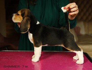 Jak wychować Beagle – szczeniaki, czyli o czym musisz wiedzieć, zanim kupisz psa?