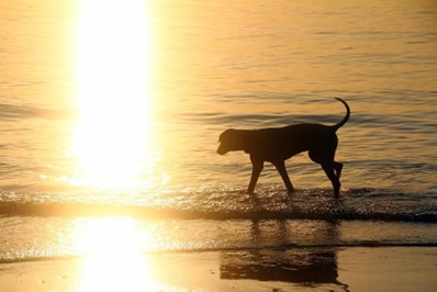 Pies na plaży – o czym trzeba pamiętać, gdzie wejdziesz na plażę z psem?