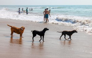 pies na plaży 
