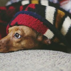 Pies w łóżku – wady i zalety