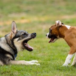 Agresja u psa – beagle