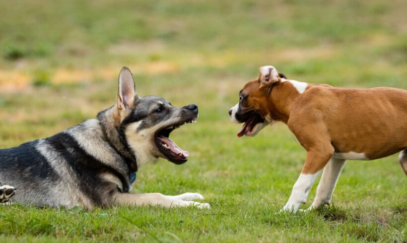 Agresja u psa – beagle