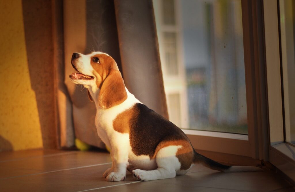 beagle miniaturka 