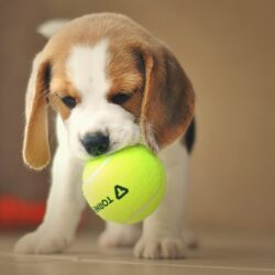Beagle miniaturka – czy taka rasa istnieje?