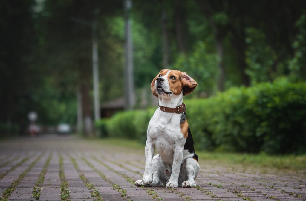 beagle dieta