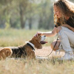 Beagle – jak wygląda dieta?