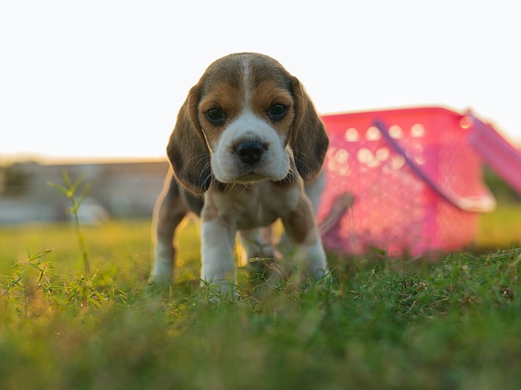 szczeniak beagla