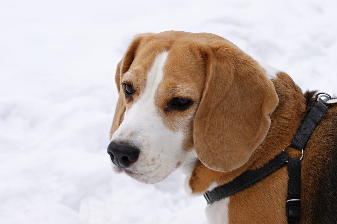 Rasa Beagle charakterystyka, czyli co powinieneś wiedzieć?