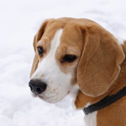 Rasa Beagle charakterystyka, czyli co powinieneś wiedzieć?