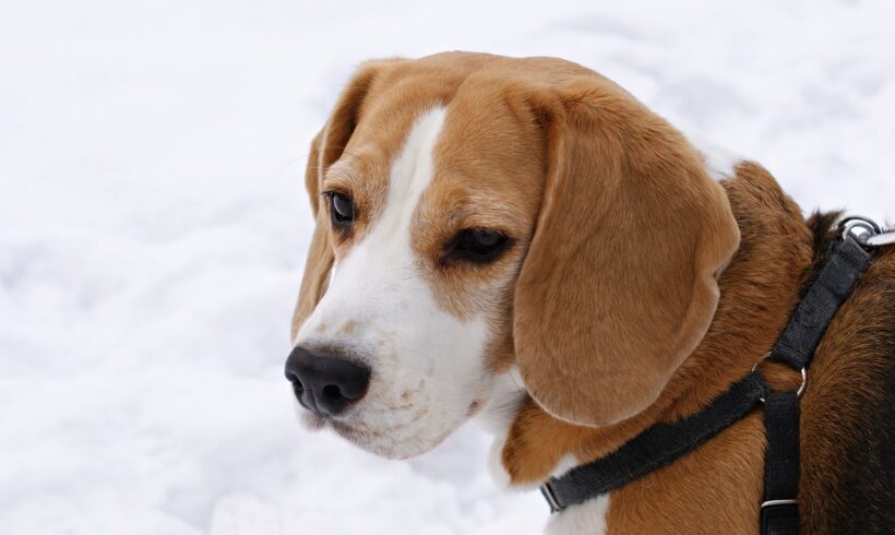 Rasa Beagle charakterystyka, czyli co powinieneś wiedzieć?