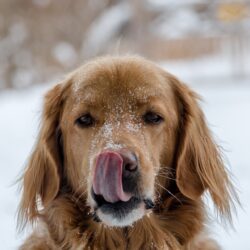 Pies w zimie – jak zapewnić mu komfort podczas mrozu?