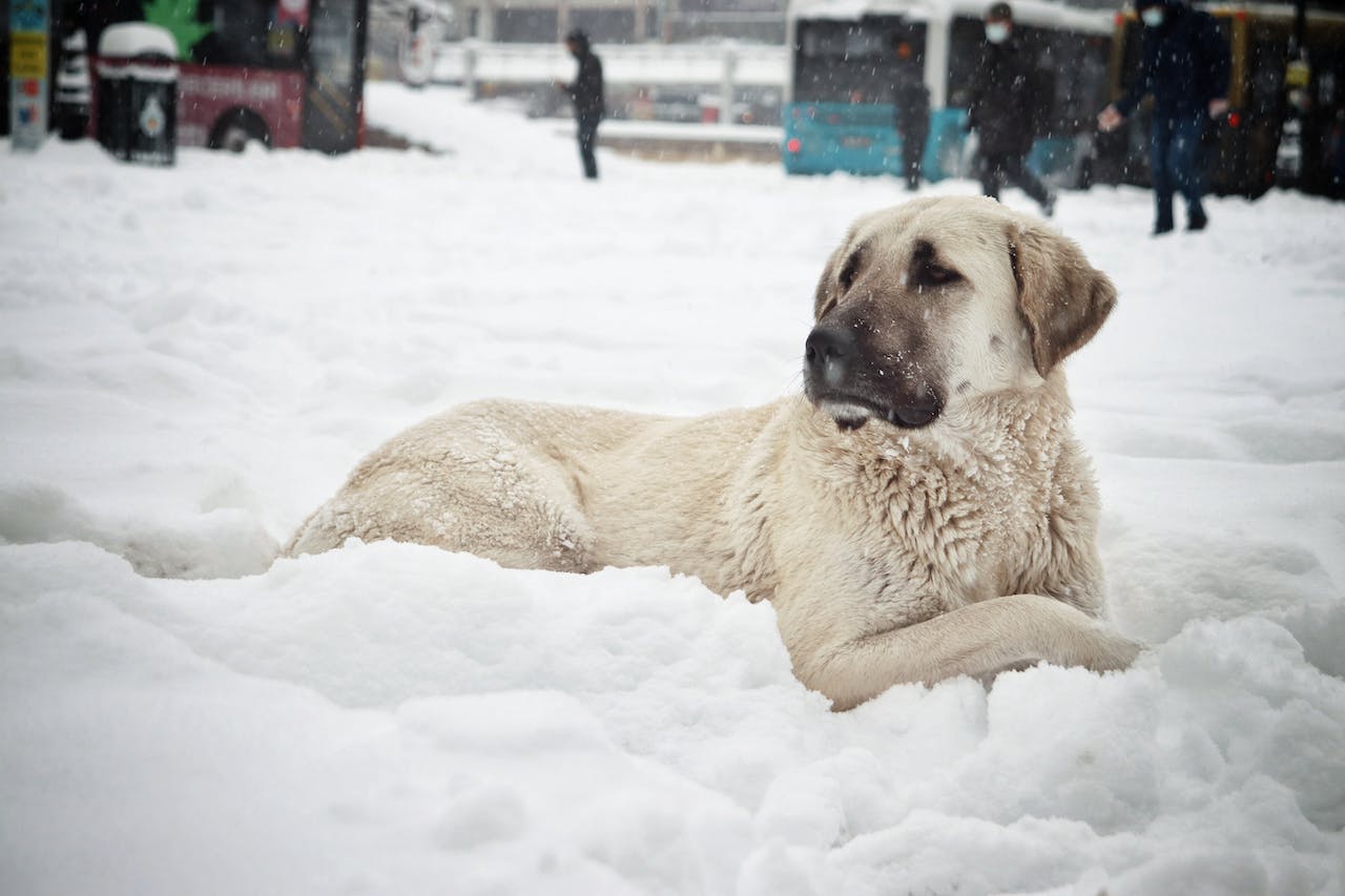 pies w zimie