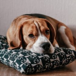 Czyszczenie uszu psa – dlaczego to takie ważne?