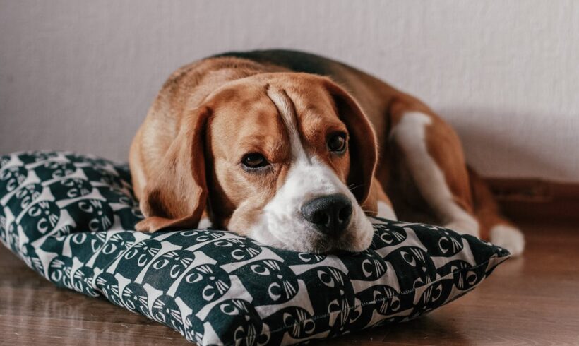 Czyszczenie uszu psa – dlaczego to takie ważne?